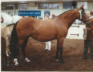 1990 - Centella III - Supreme and Nat.CH Mare 1990