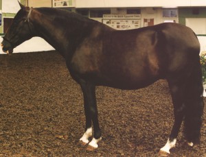 1995 - Maryss Amalia - Nat.CH Mare