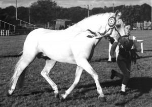 1995,96,99 Conquistador VII Nat CH Stallion