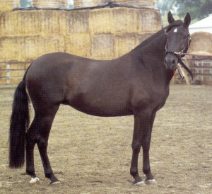 1997 - Maryss Dilaila - Supreme CH, and Nat CH Mare