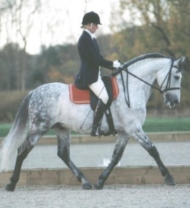 2002 - Lloroso II - Nat Ridden CH