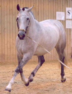 Lucia, trotting towards, Nat Show 2006 crpd