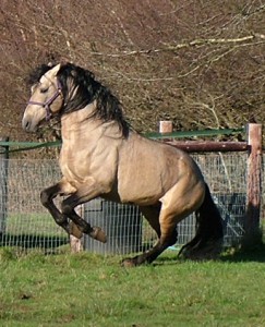 Oviedo de Torre - Buckskin stallion 2016 pic practising levade in the field