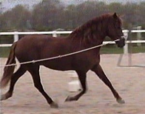 RegIV - Tango Alazan - trotting