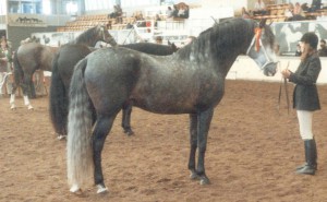 Trianero III, Nat CH, with Adonis-Rex in background