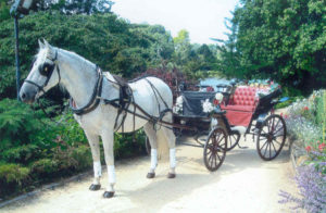 Andaluz with wedding carriage, 07.2007